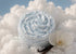 Her•Yang Cloud Cremè™ Emulsified Whipped Body Butter in a jar, creamy and fluffy textured body lotion for smooth skin